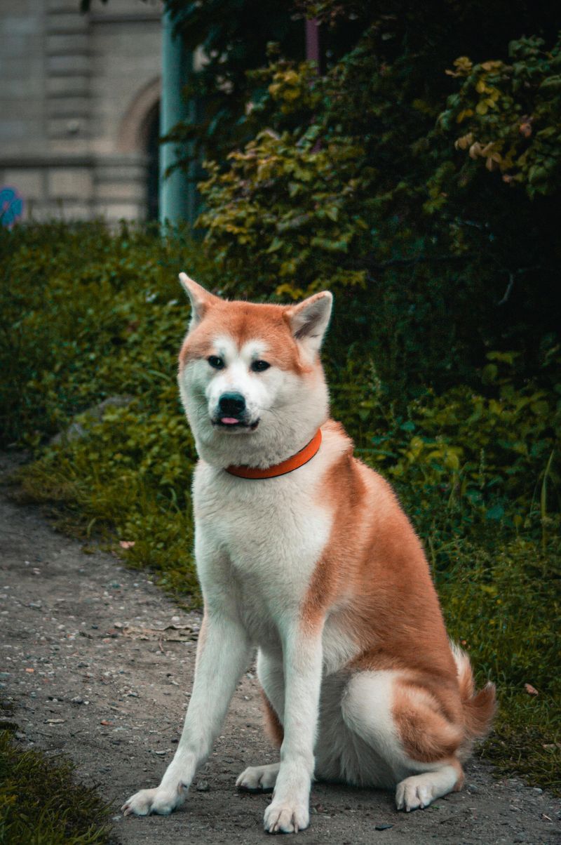 Akita Inu