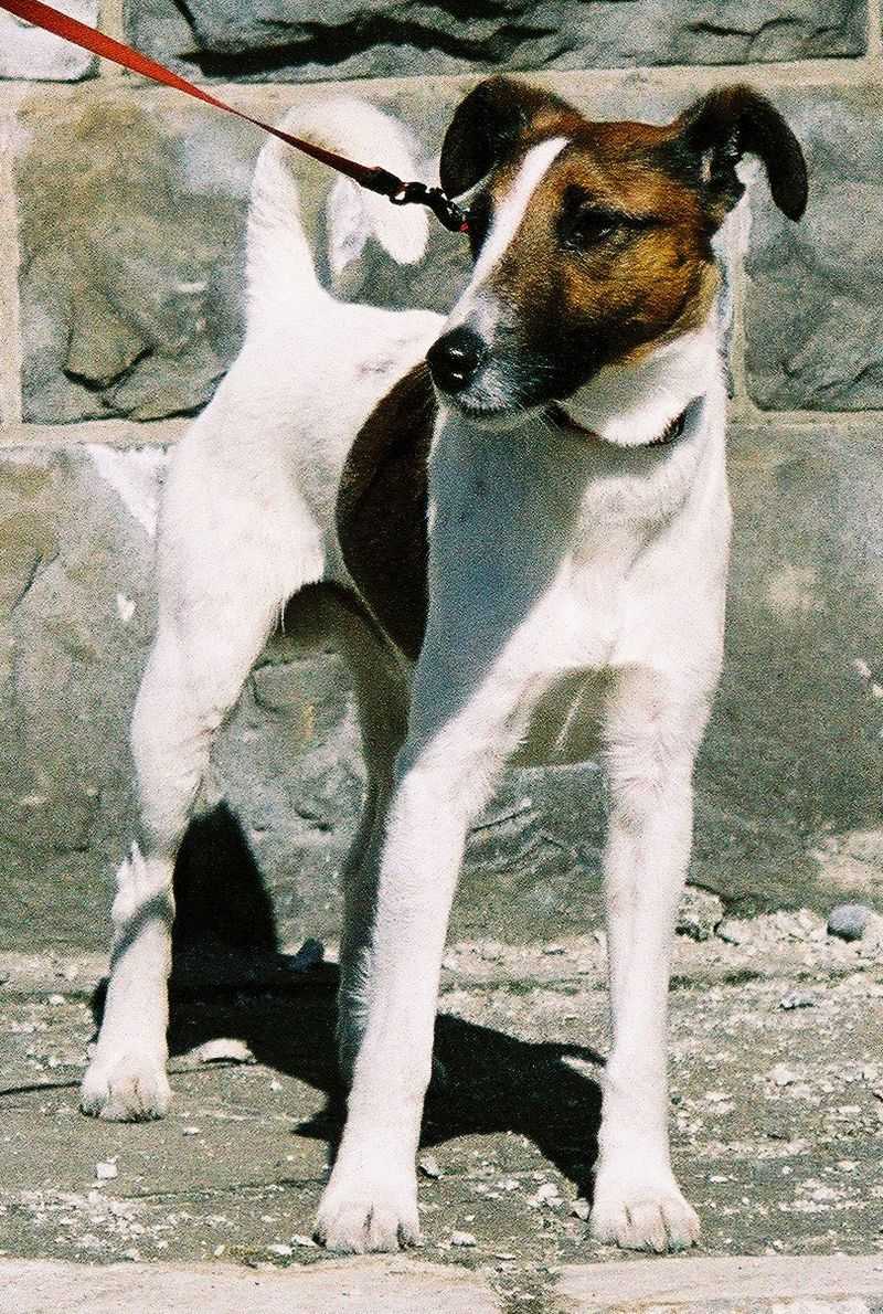 Fox Terrier