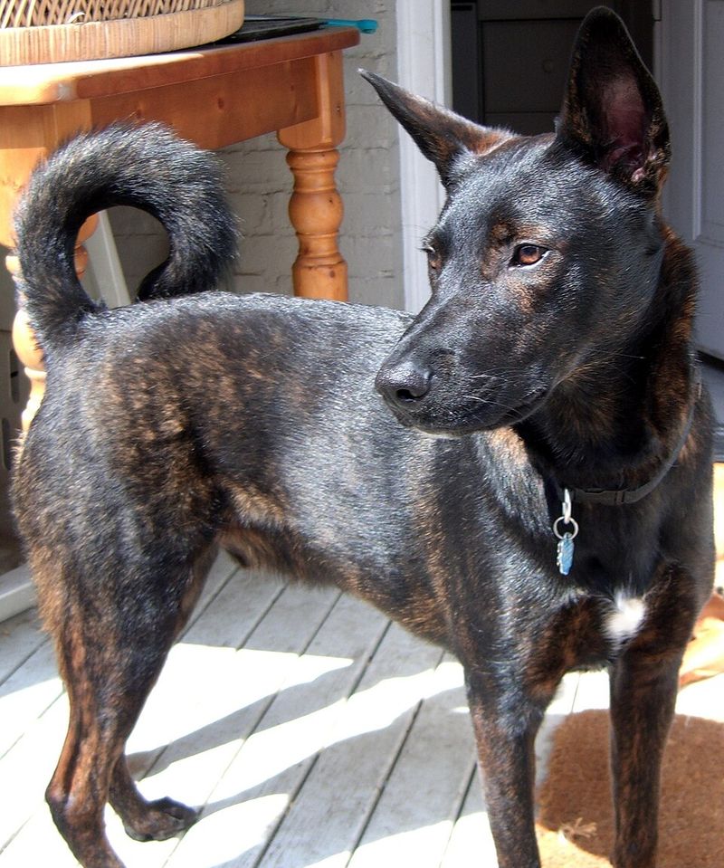 Dutch Shepherd
