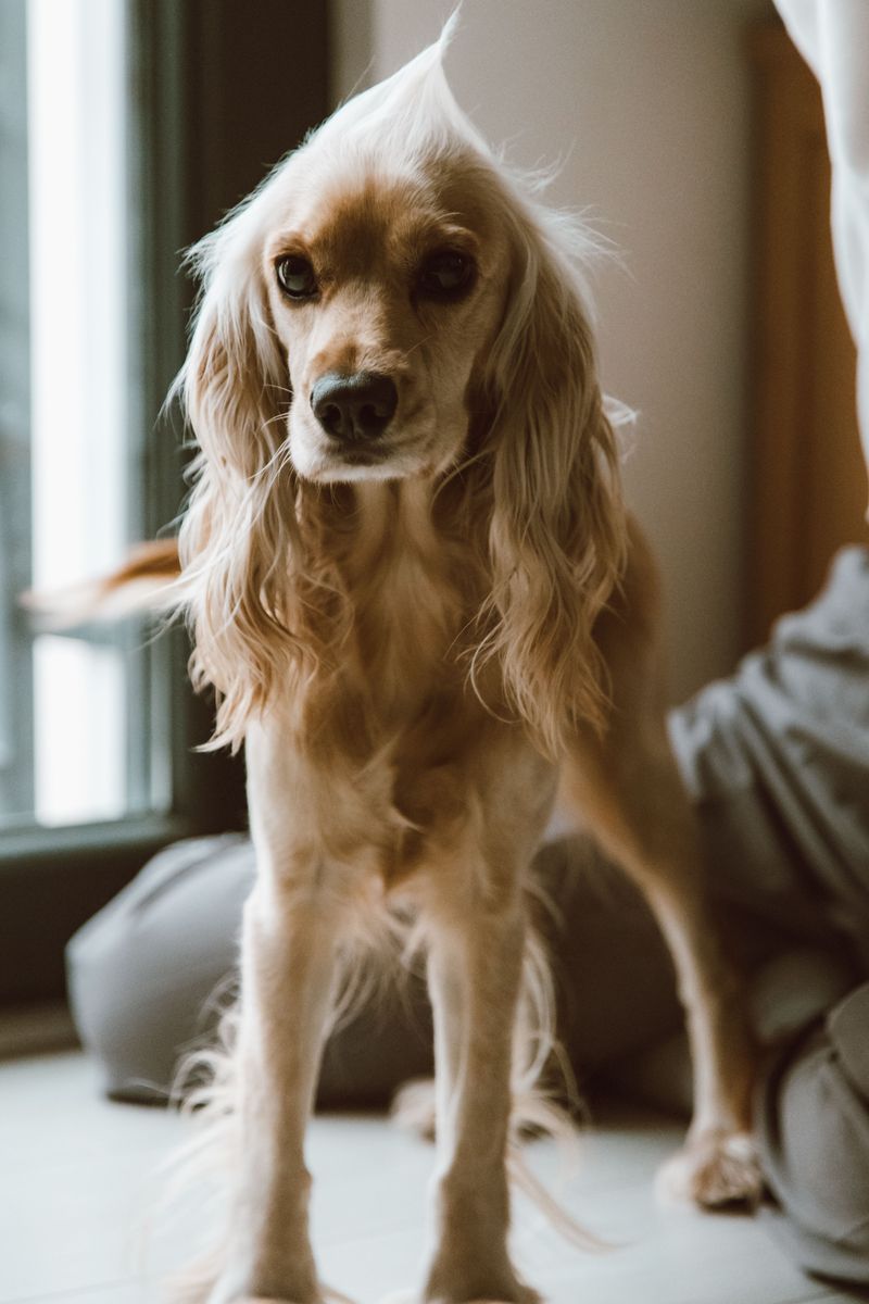 12 dogs that often benefit from one simple ear-care habit owners overlook 2 Cocker Spaniel