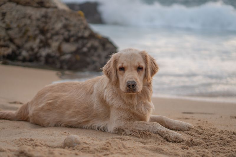 13 dog breeds that quietly respond when something feels wrong - plus 3 incredibly observant companions 3 Golden Retriever