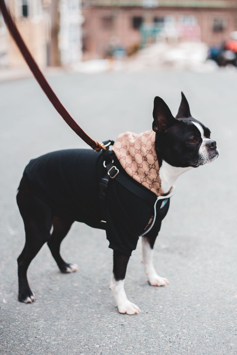 Some dogs want space when it's time to sleep - These breeds may keep moving closer instead 11 Boston Terrier
