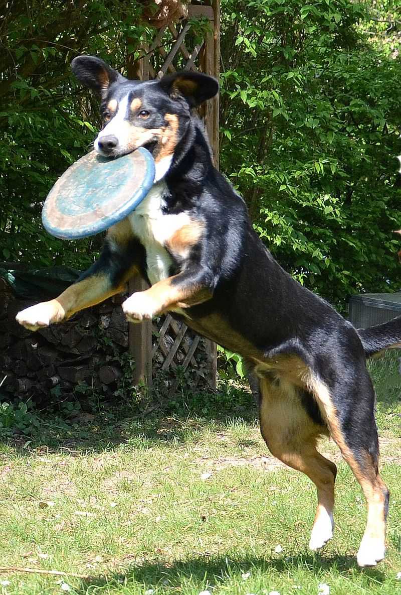 21 dog breeds that work best when they have a real job to do 21 Entlebucher Mountain Dog