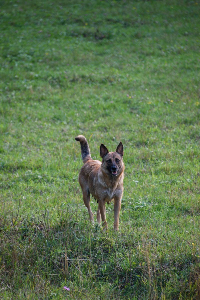 Belgian Malinois