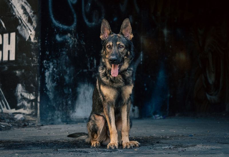 They are unpredictable around strangers.