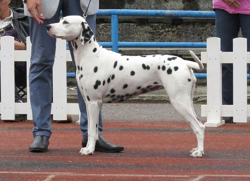 Dalmatian