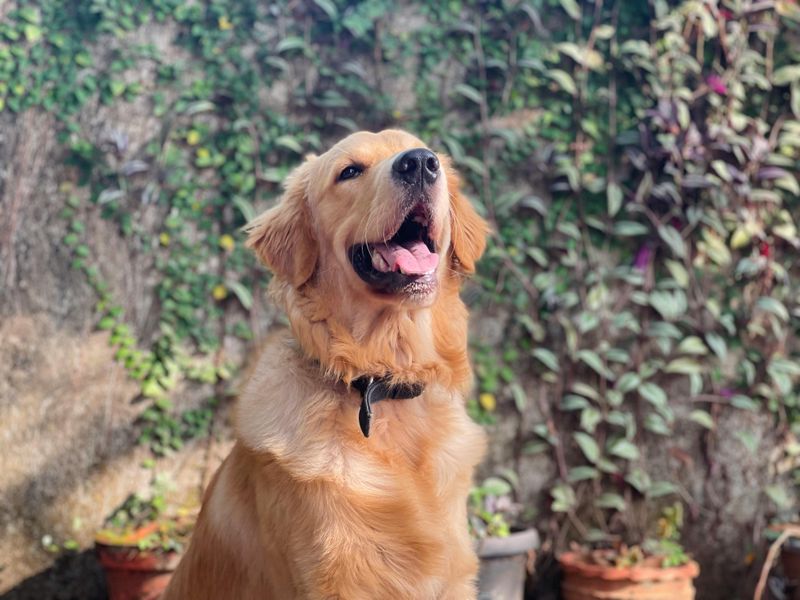 15 Dog Breeds That Are Dominating America’s Popularity Charts Right Now 4 Golden Retriever