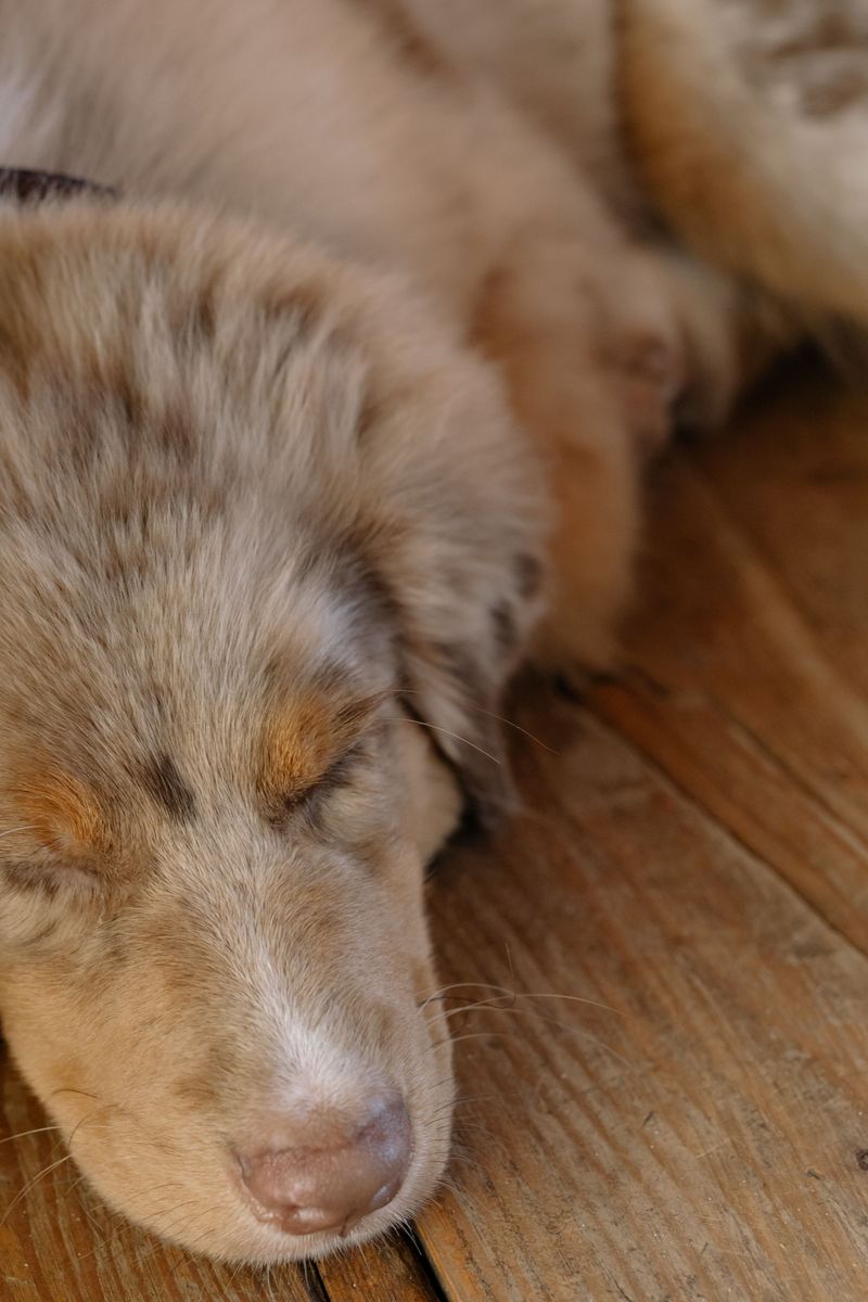 Australian Shepherd