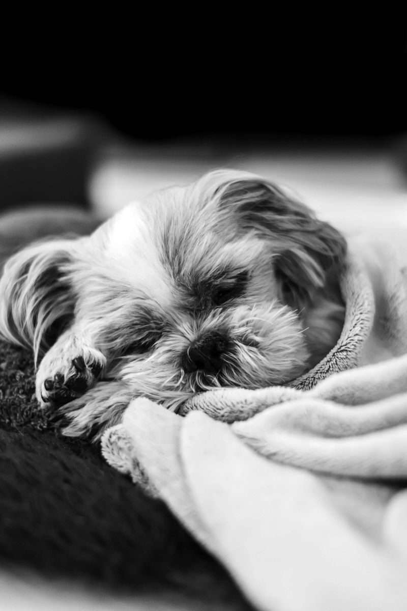 25 Dog Breeds Known for Their Relaxed Temperament and Love of Comfort 5 Shih Tzu