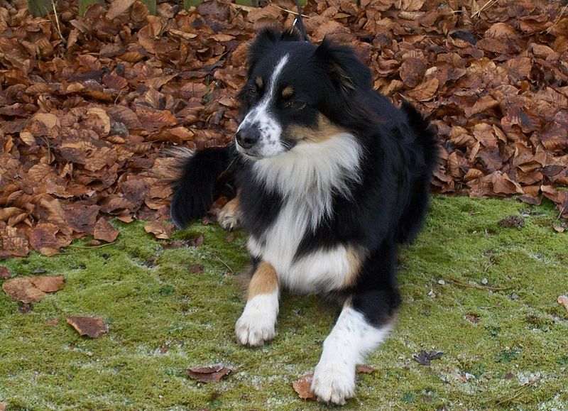No two days feel the same with these unforgettable dog breeds 10 Australian Shepherd