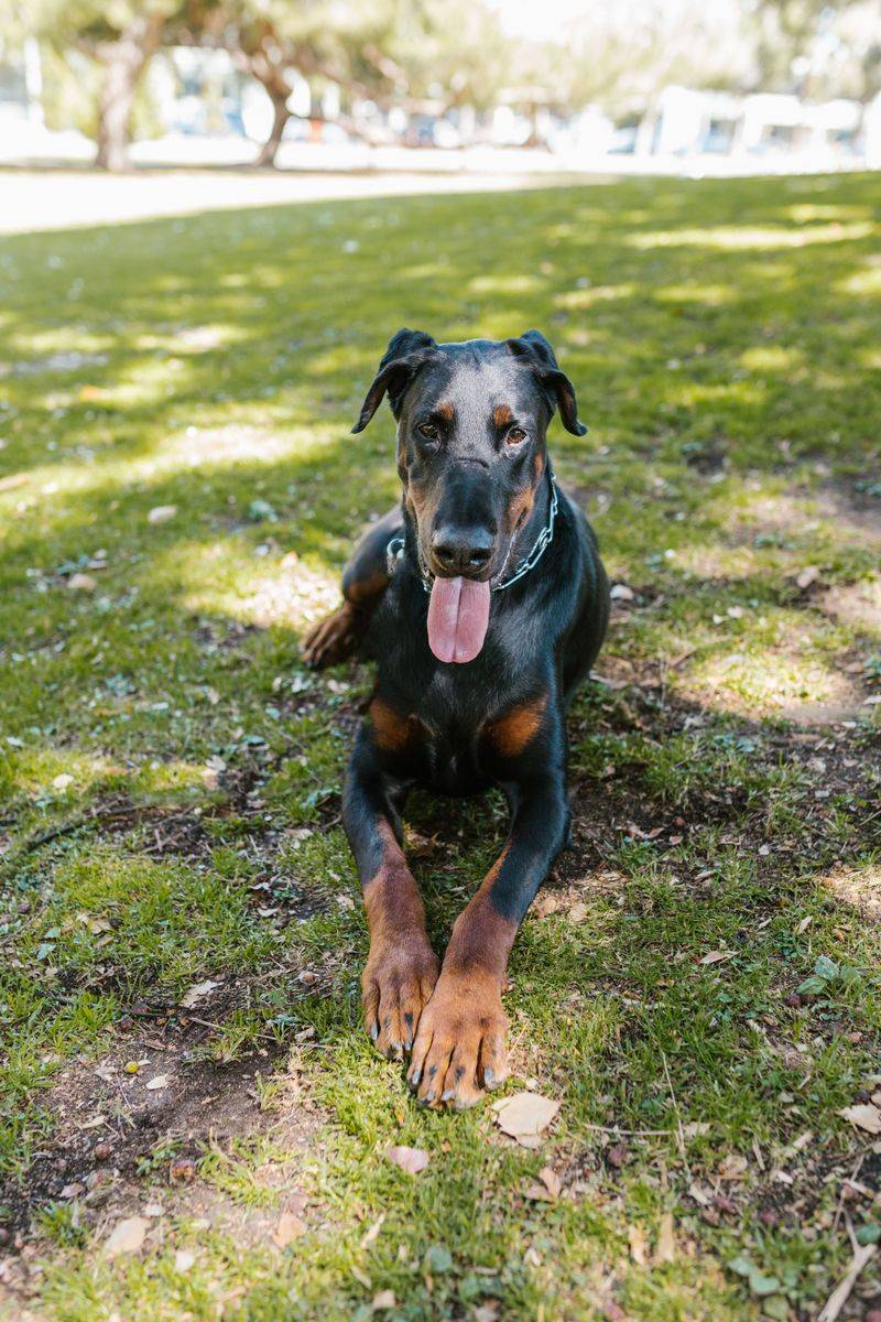Doberman Pinscher