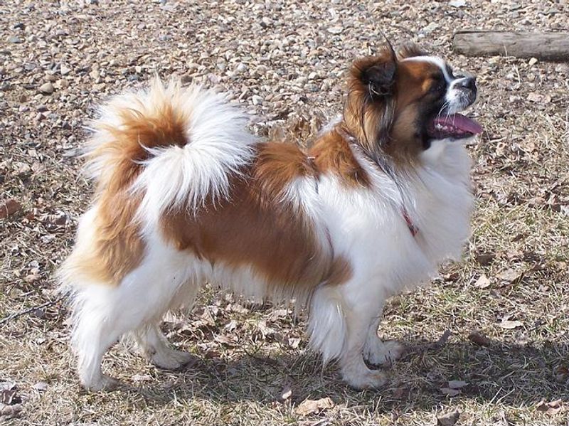 These 13 dog breeds often choose familiar faces over busy playgroups 14 Tibetan Spaniel