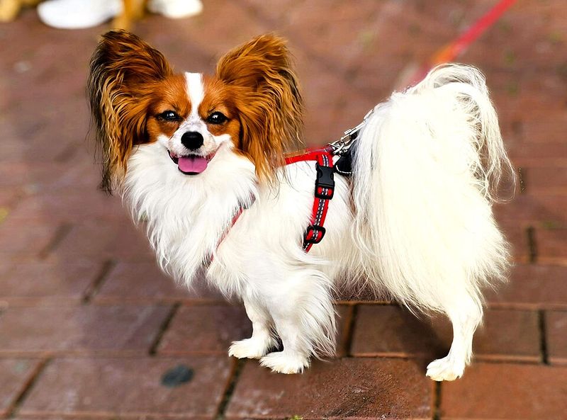 Praise fades quickly for these dog breeds - but routine stays with them 14 Papillon