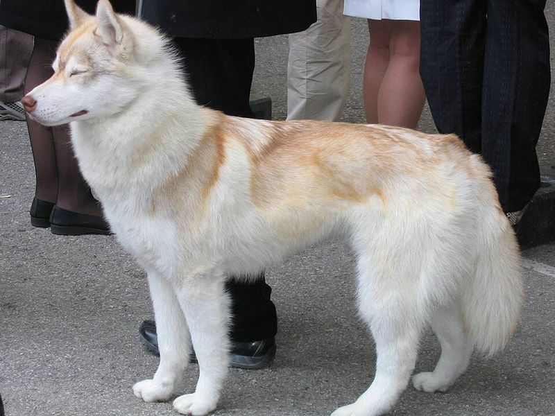 12 breathtaking northern dog breeds with looks straight out of the wilderness 11 Siberian Husky