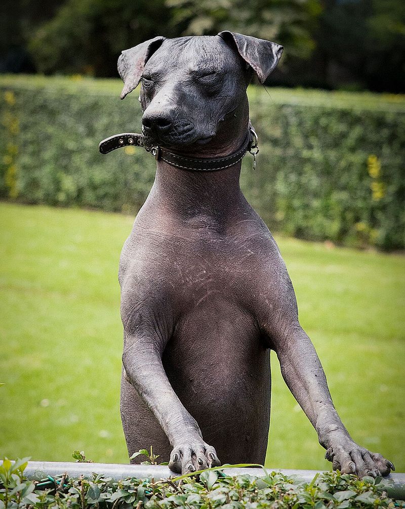 16 Delightfully Quirky Dog Breeds That Win Hearts with Their Unique Charms 5 Xoloitzcuintli