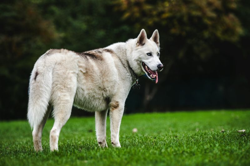 Siberian Husky