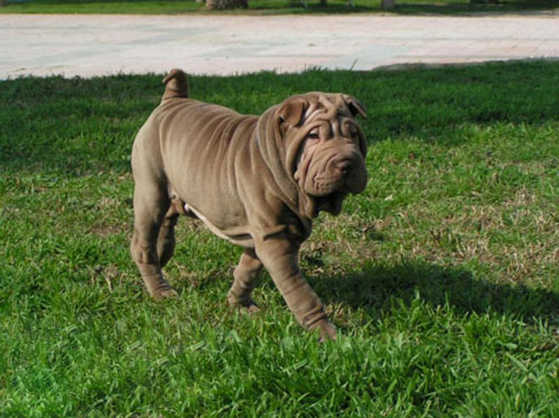 11 dogs that may adore you from across the room - and 2 that won't leave enough room between you 9 Shar-Pei