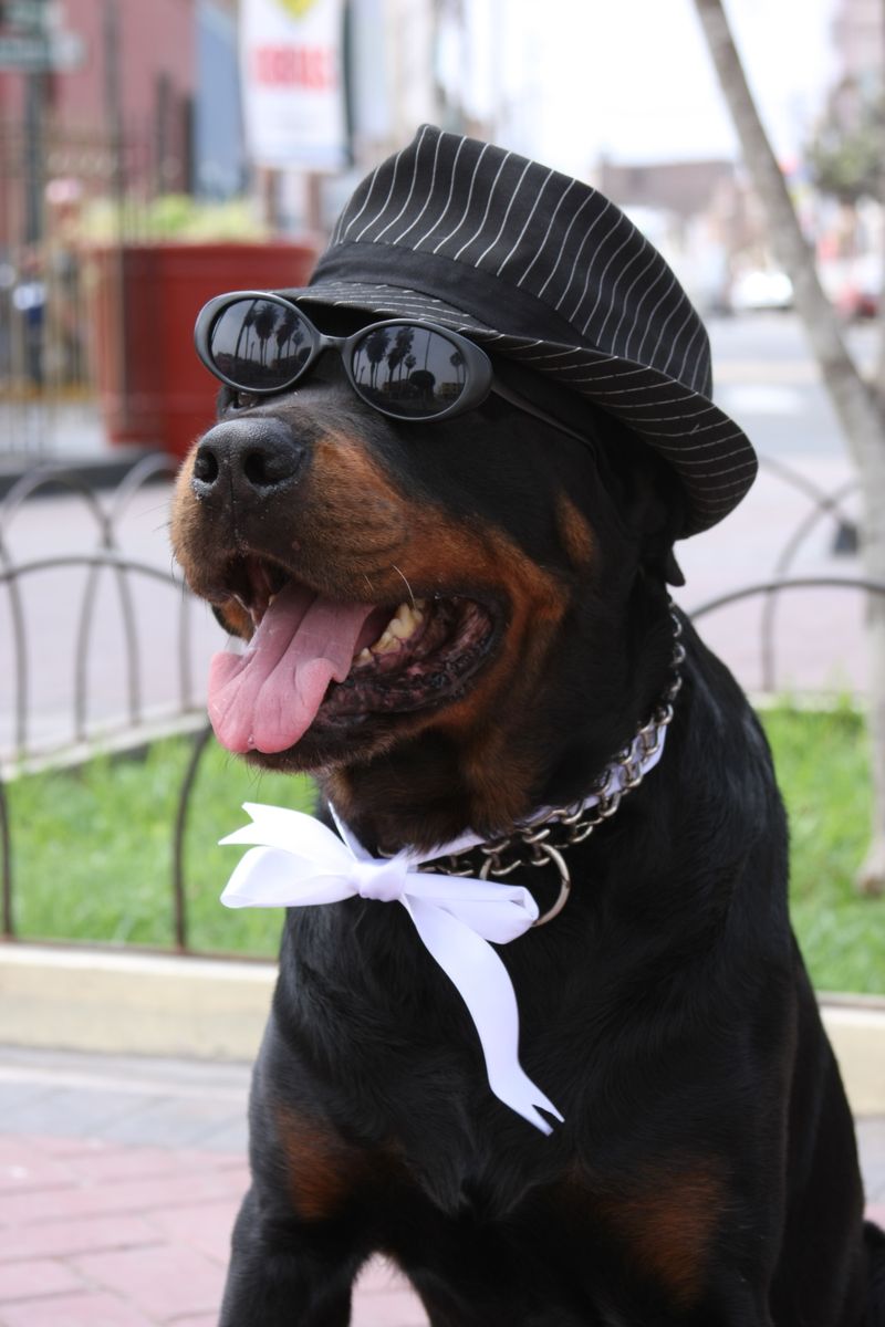 24 Most Expensive Dog Breeds and Why They Cost So Much 6 Rottweiler (šampionske linije)