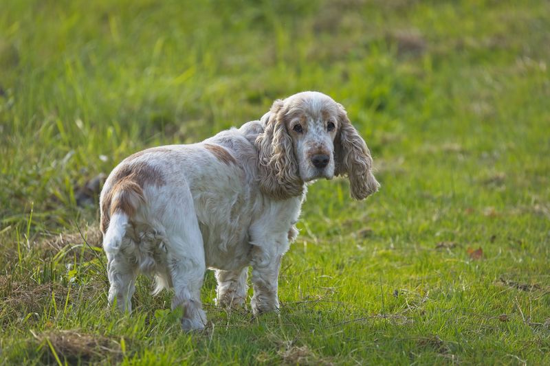 11 dog breeds that want to be treated like the babies of the family 12 Cocker Spaniel