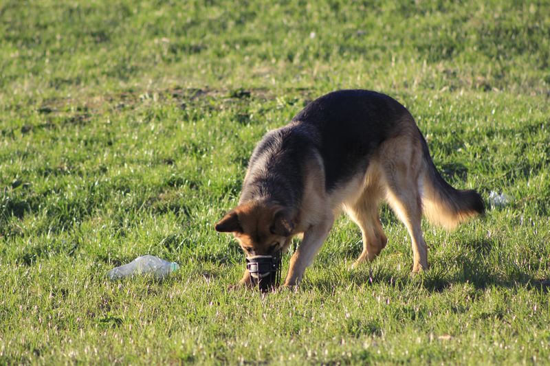 Allowing regular sniffing walks
