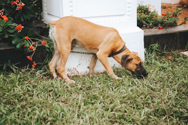 These 10 changes in behavior could be your dog's way of asking for help 11 Changes in bathroom habits
