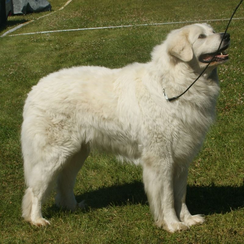 Slovak Cuvac