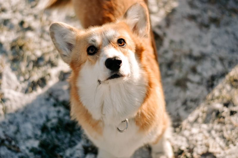 Pembroke Welsh Corgi