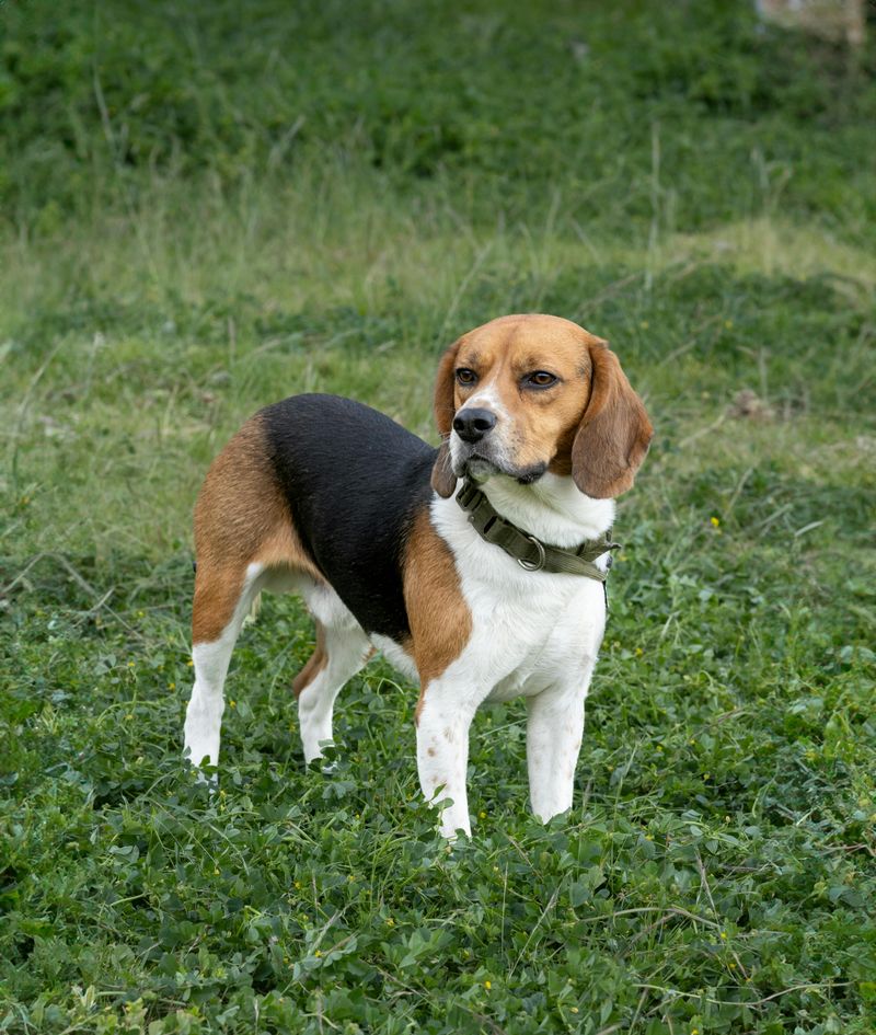 Beagle