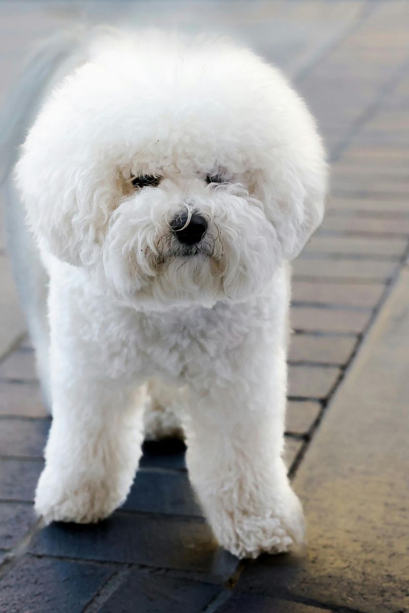 17 dog breeds that make the sound of keys feel wildly personal 6 Bichon Frise