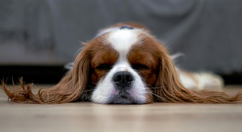 Cavalier King Charles Spaniel