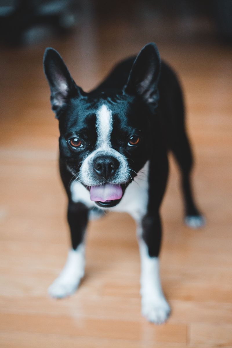Boston Terrier