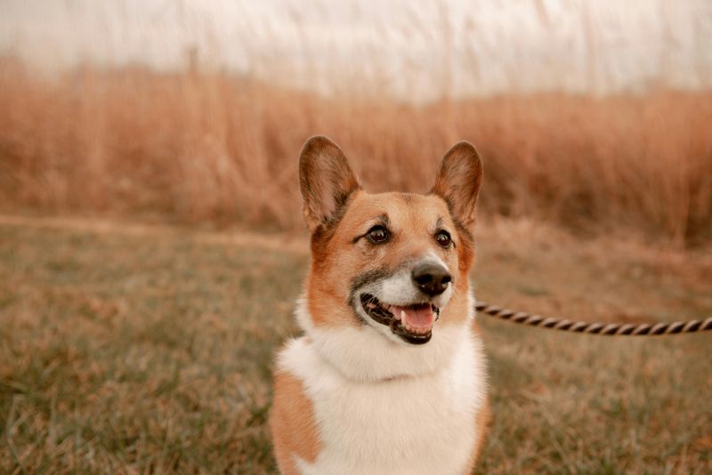 Corgi (Pembroke)