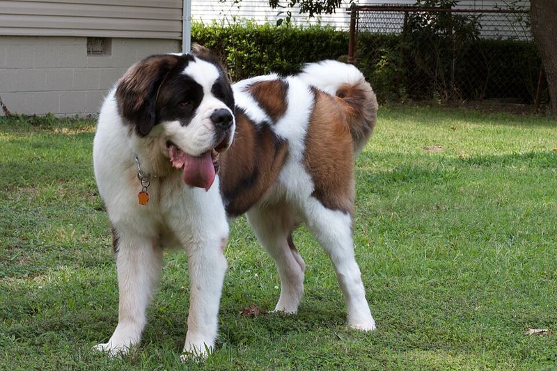 These 10 oversized dogs never seem to realize how big they are 5 Saint Bernard