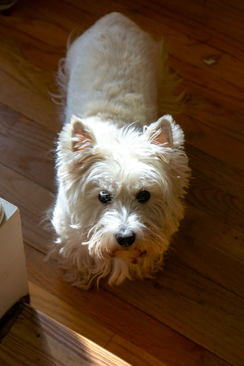 12 dog breeds whose ears make them look alert even when they're doing absolutely nothing 12 West Highland White Terrier: The Sofa Scout