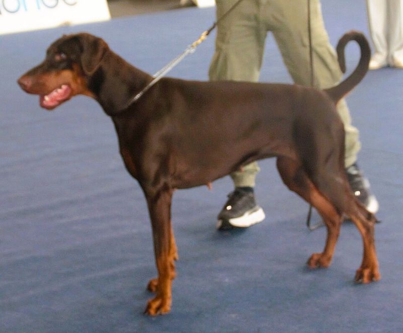 14 dogs that are too often left behind in shelters without a home 12 Doberman Pinscher