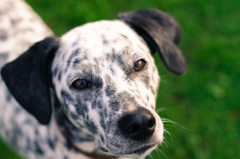 15 Dog Breeds with Stunning Eyes 12 Dalmatian