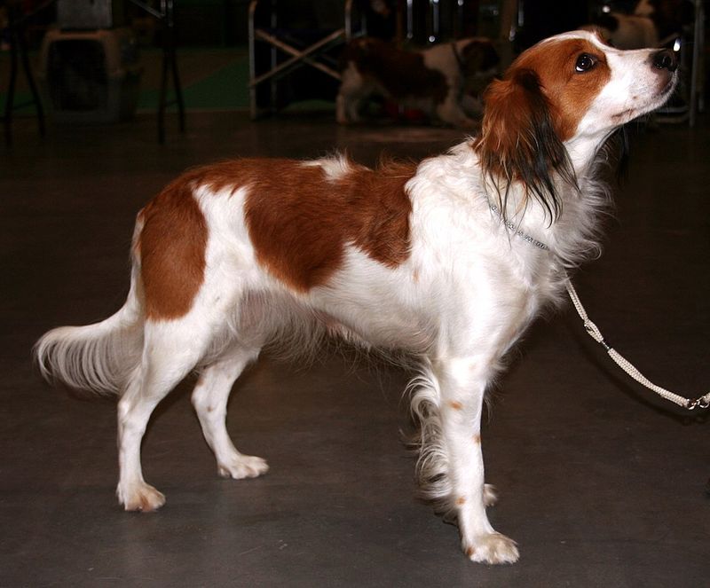 Nederlandse Kooikerhondje