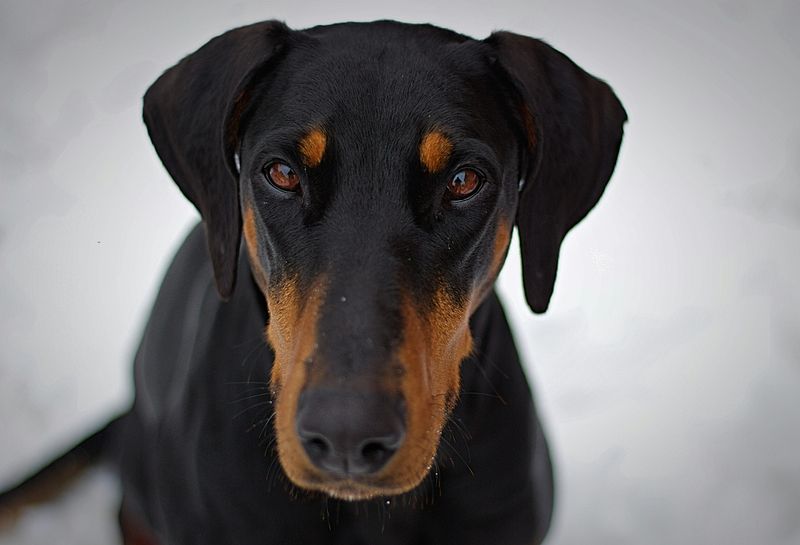 28 Trustworthy Dog Breeds Known for Their Unshakable Loyalty 15 Doberman Pinscher