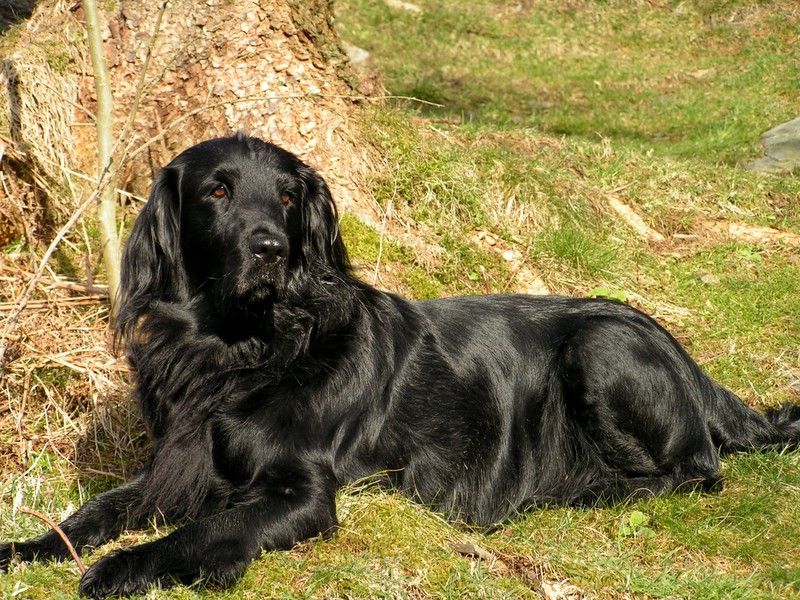 22 Large Dog Breeds That Show How Strength and Gentleness Can Coexist 19 Flat-Coated Retriever