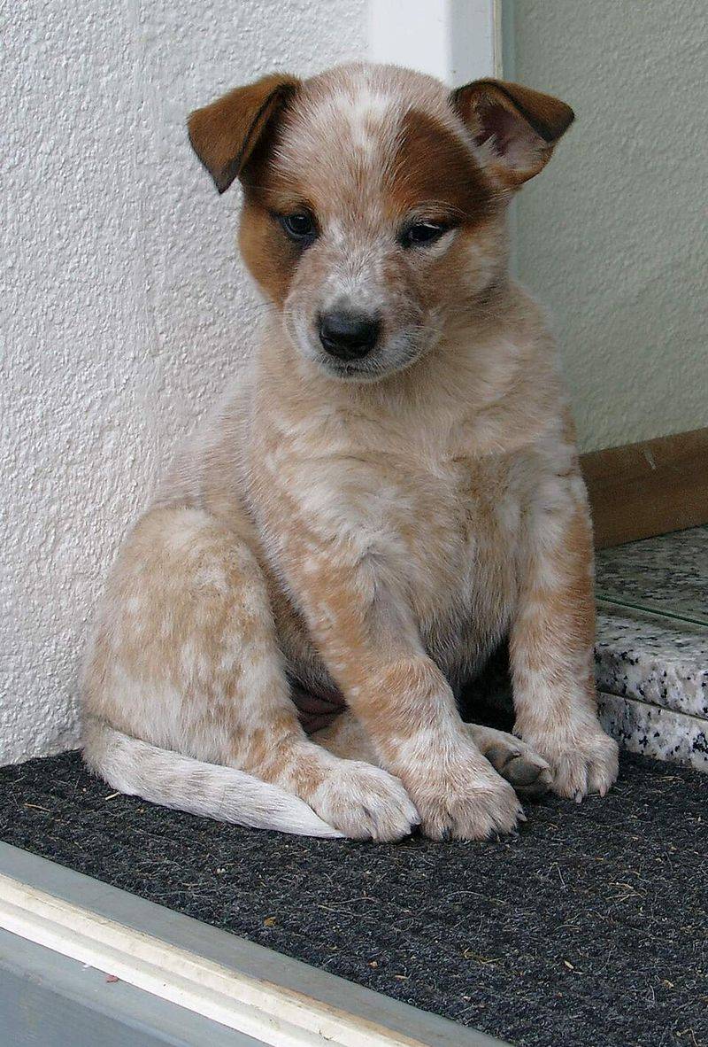Australian Cattle Dog