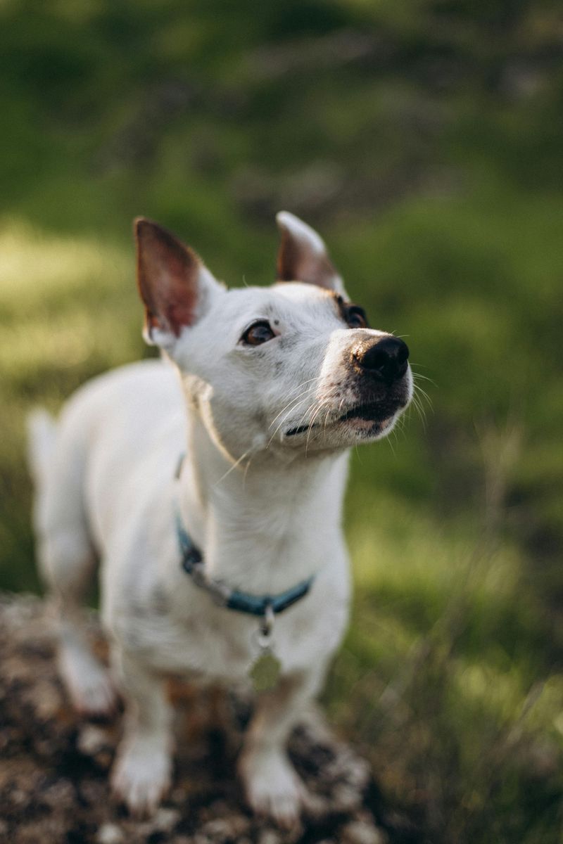 Be careful - these 11 dog breeds may not get along with cats 4 Jack Russell Terrier