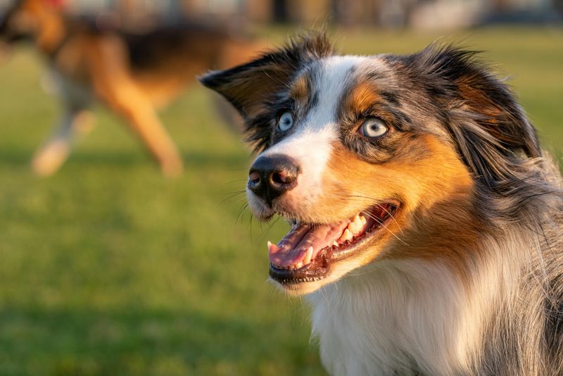 26 Dog Breeds That Feel Most at Home Around People 15 Australian Shepherd