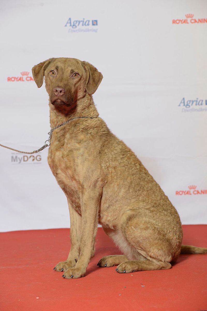 Chesapeake Bay Retriever