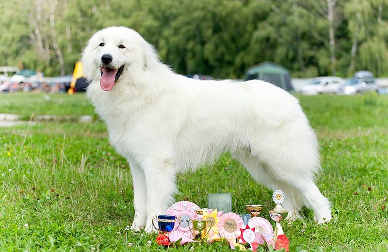 Living with these dog breeds can be incredibly rewarding - If you're ready for the challenge 12 Great Pyrenees