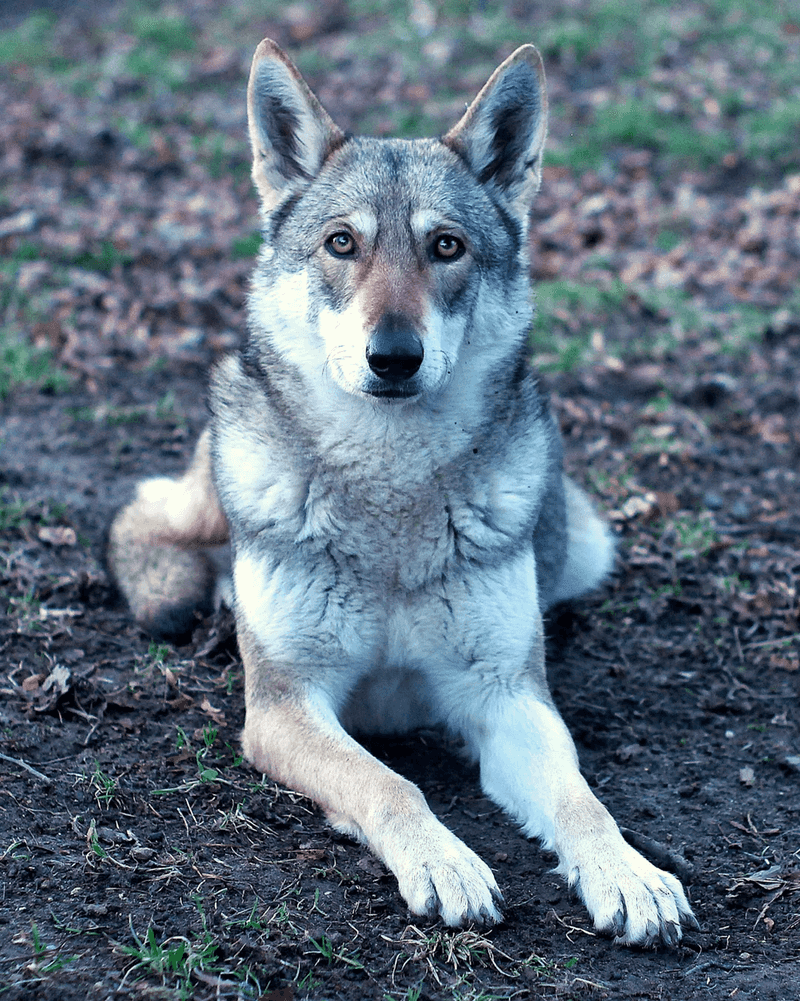10 Dog Breeds That Are Truly Wolf-Like – And 5 That Only Look Wild 3 Saarloos Wolfdog
