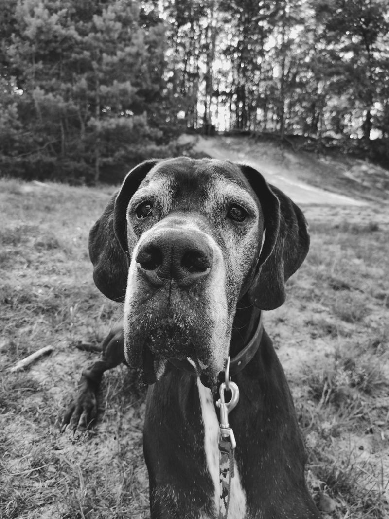 Forget the dog that keeps everyone on their toes - These breeds can make home feel noticeably calmer 3 Great Dane