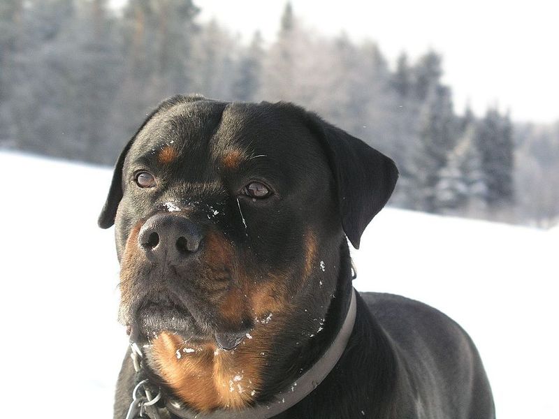 27 Dog Breeds Ranked by Loyalty – From the Most Devoted to the Surprisingly Independent 7 Rottweiler
