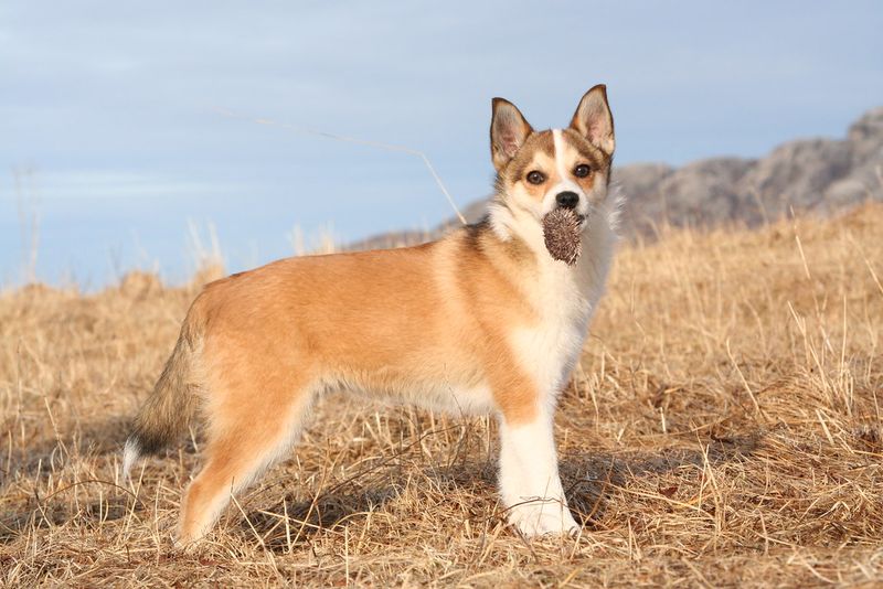 Norwegian Lundehund