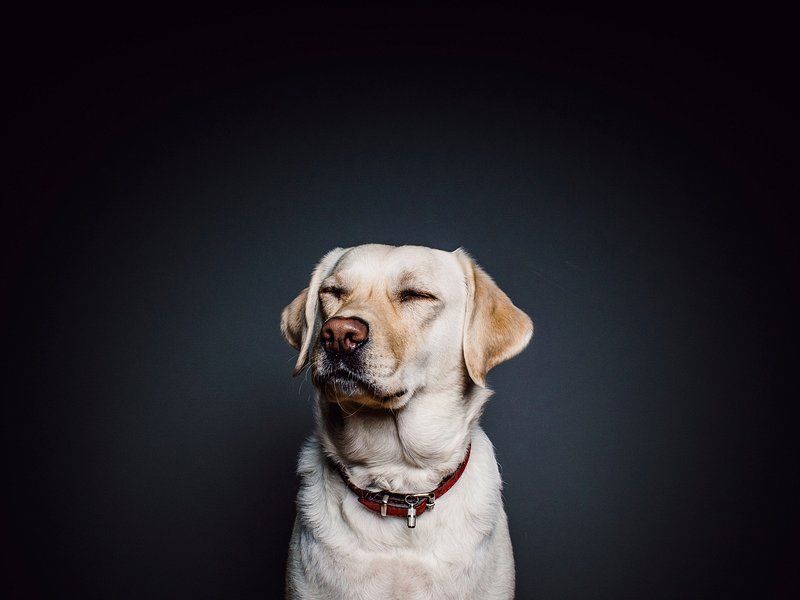 10 dog breeds that prove a calm, friendly temperament never goes out of style 3 Labrador Retriever