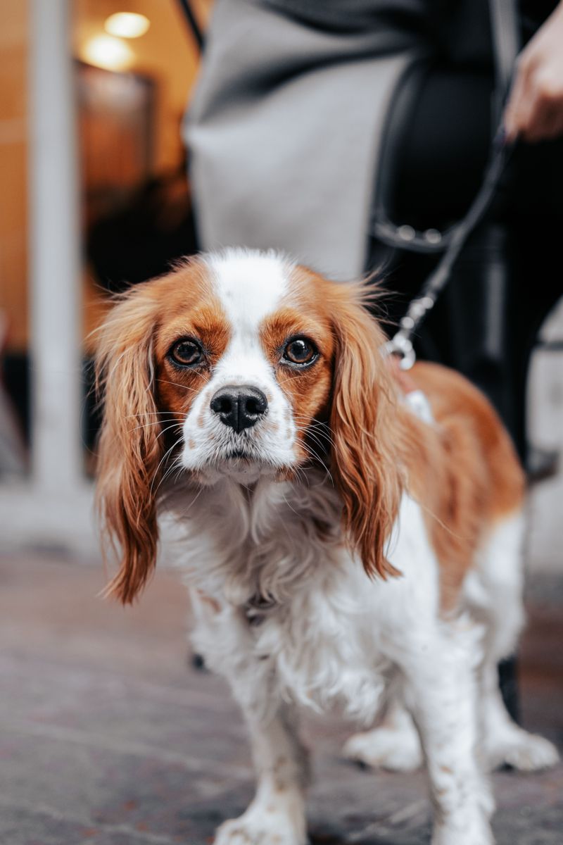 These 10 dog breeds quietly become the most stress-free members of the household 4 Cavalier King Charles Spaniel